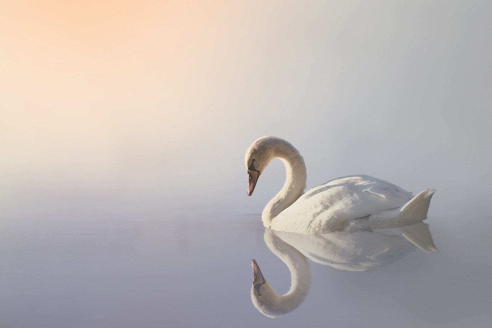 Swan on Foggy Waters